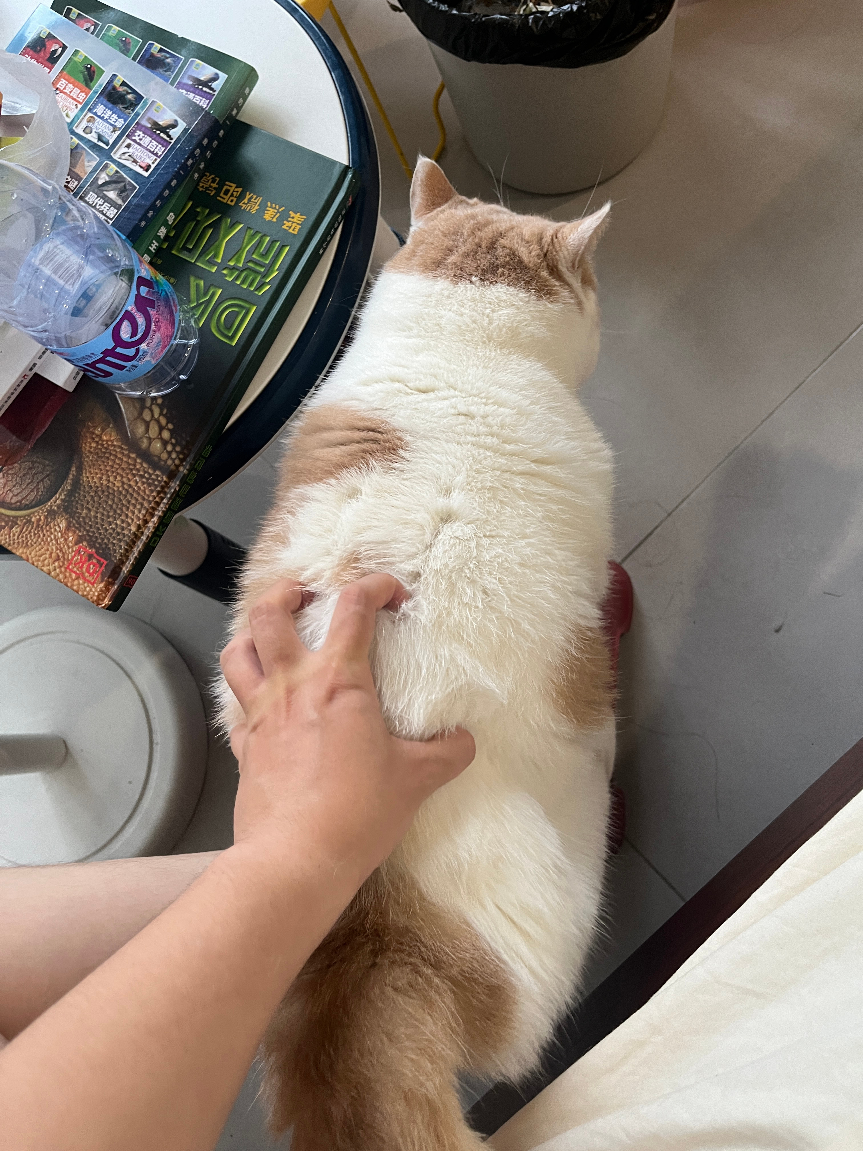 下午要去住院了，抓紧时间摸一摸猫 