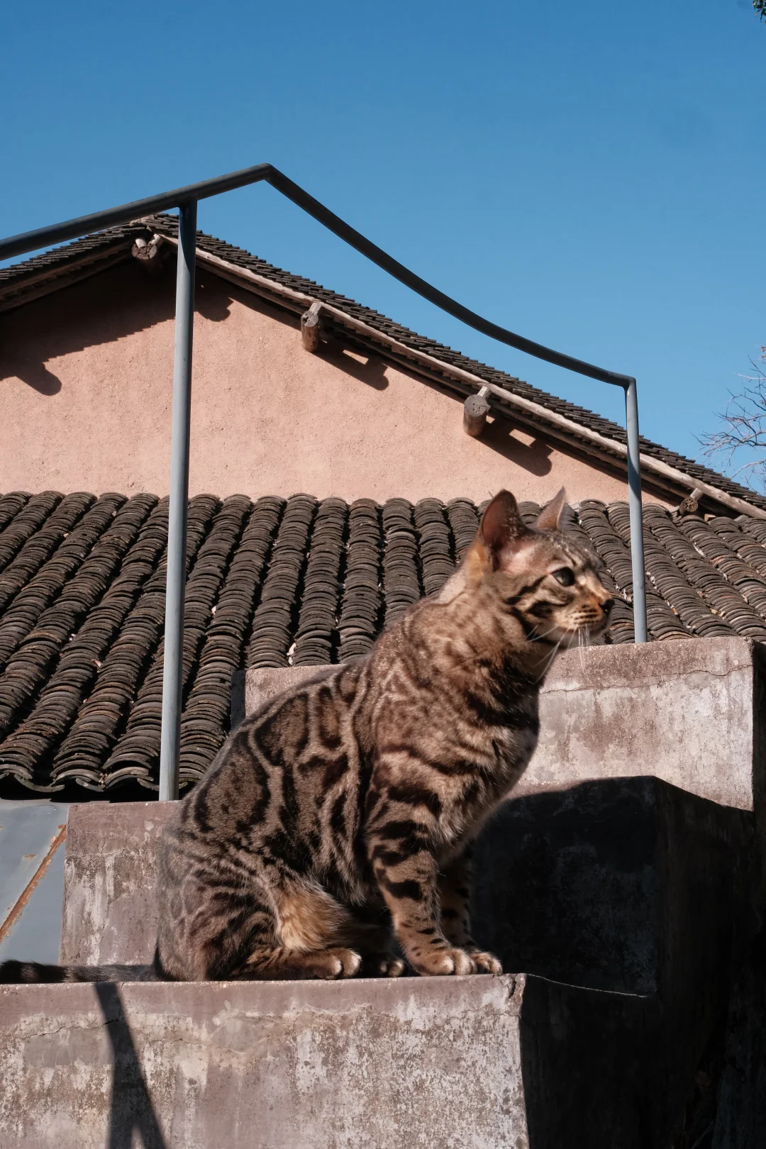 哥哥不起床，弟弟硬要表演