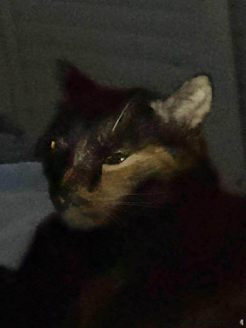 49462【丑猫】熬夜中 
