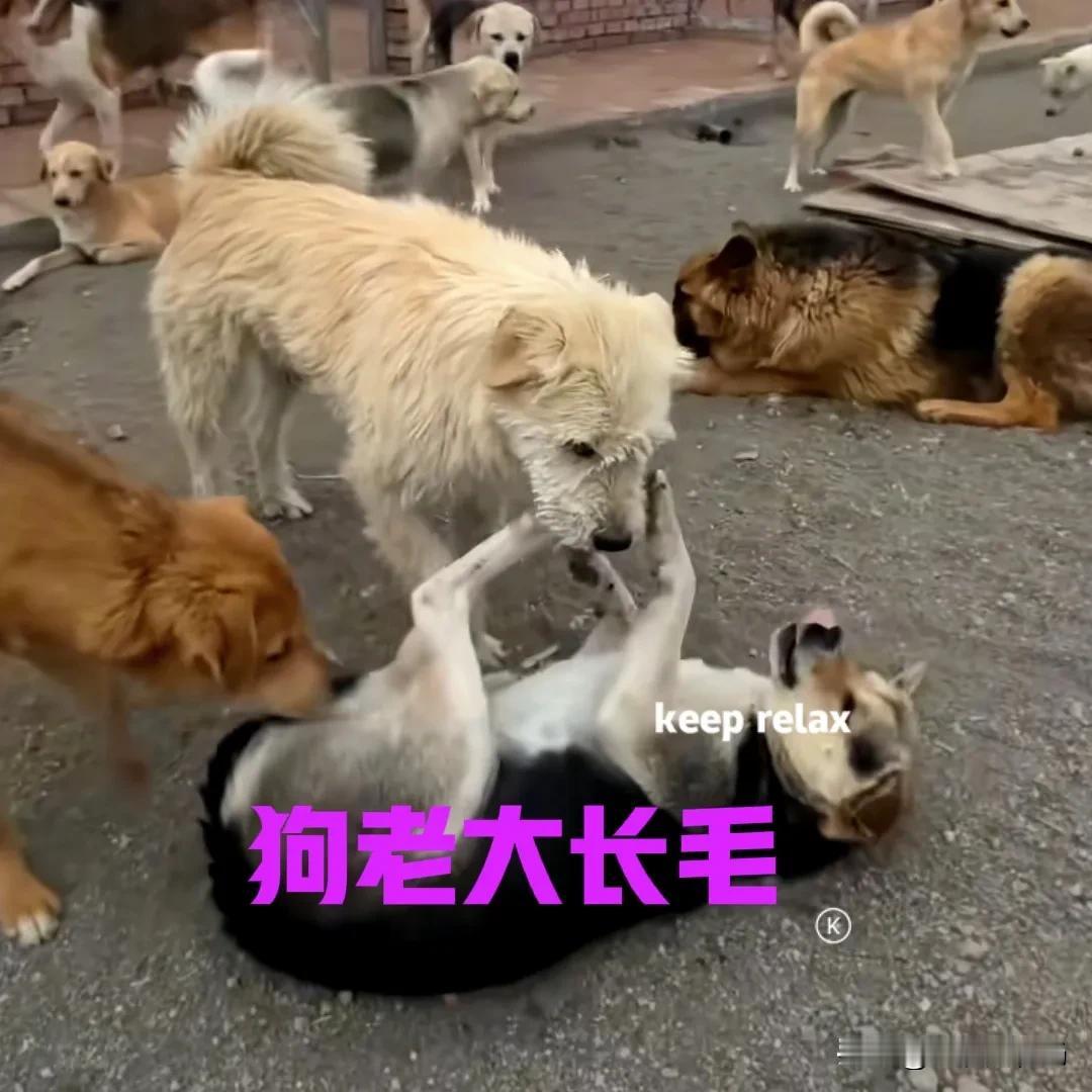 最近一段时间，有一只狗老大火遍了全网，甚至连老外都对它十分追捧。这只狗所到之处，