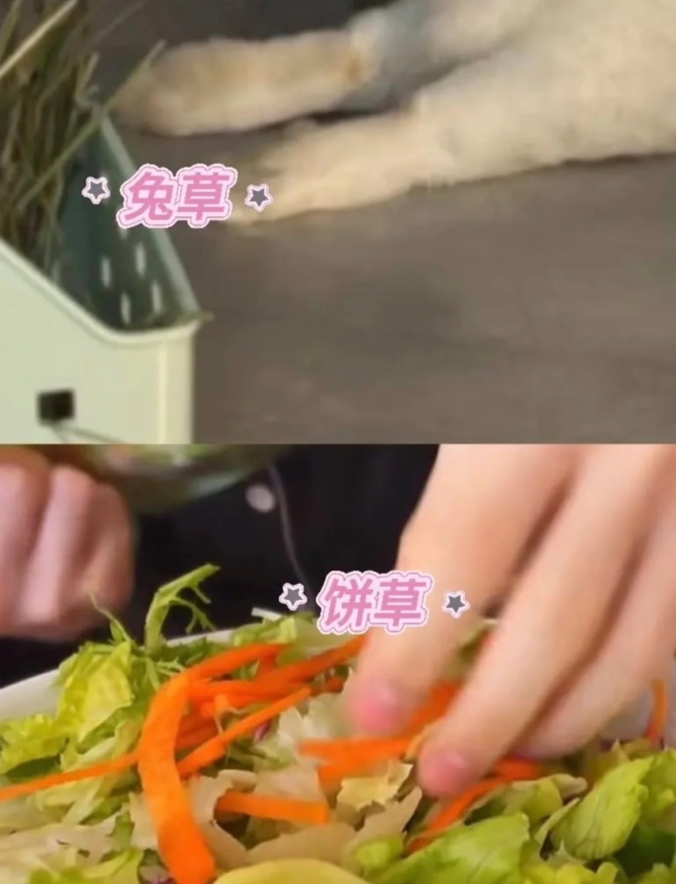 居然找不出兔兔和苏新皓的区别 一模一样诶😶🐰苏新皓.苏新皓一路向海的少年