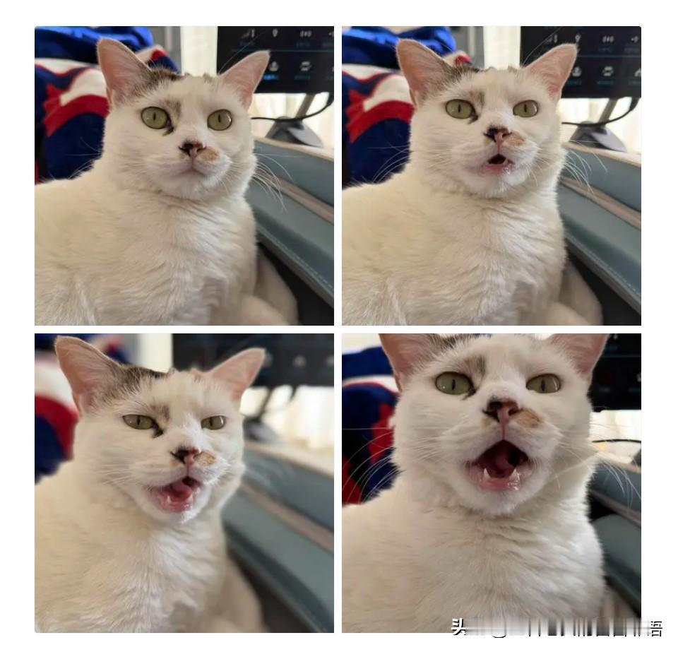 正在和我“讨价还价”的不苦！