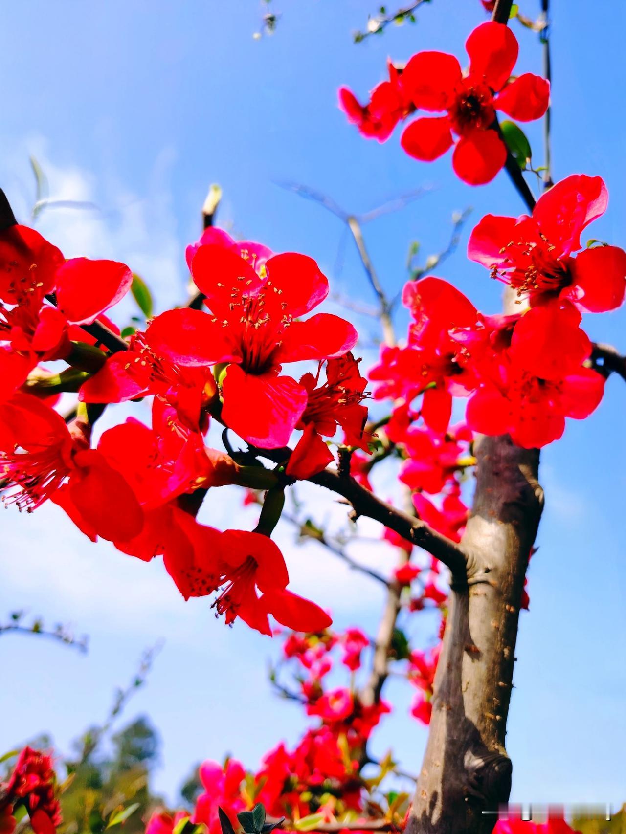 海棠花在现代园林中有哪些应用