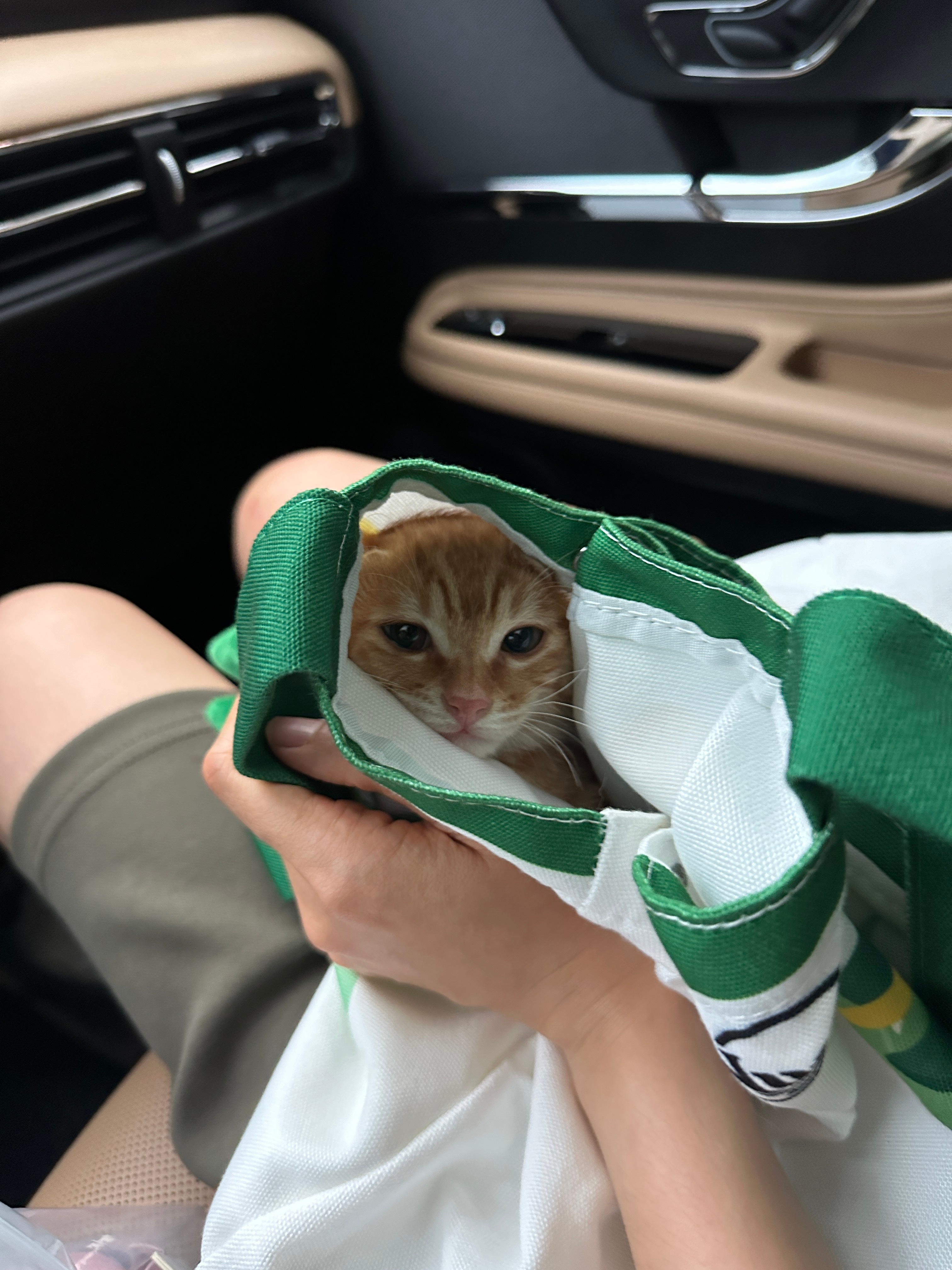 免费领养2个月小奶猫小猫体检了没有猫瘟没有寄生虫身体健康领养要求:杭州本地工作稳