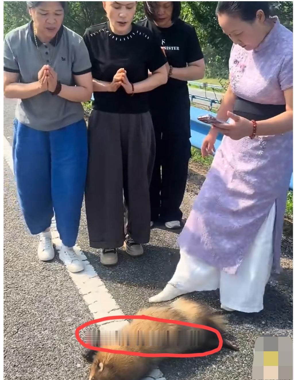四名女信徒在公路边发现一只被撞死的小动物，她们就地给小动物做了简短的告别仪式和超