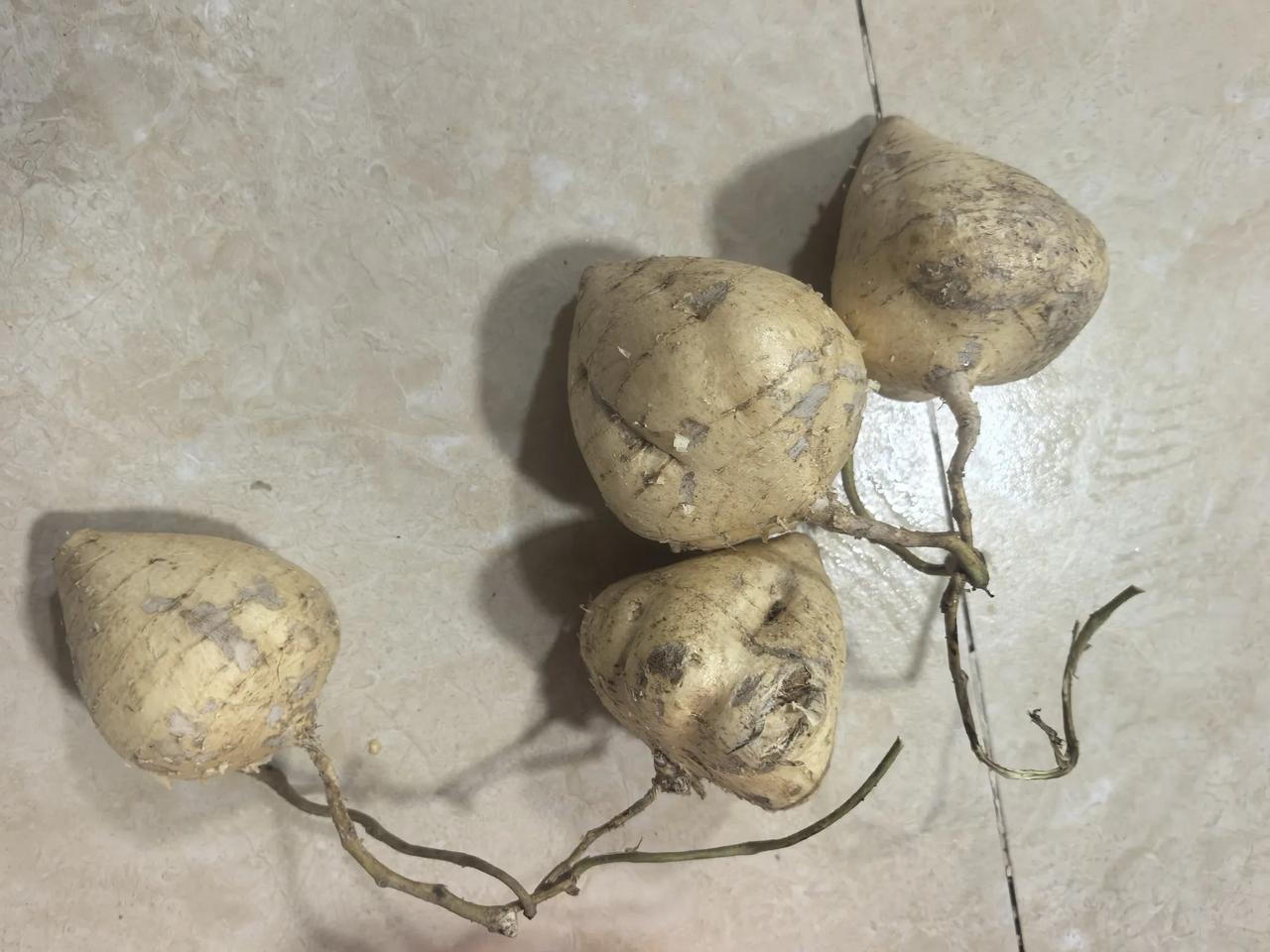 这个我们那里叫凉薯。
广东人叫沙葛。
记得我小学三年级直接跳级到五年级，通过了学