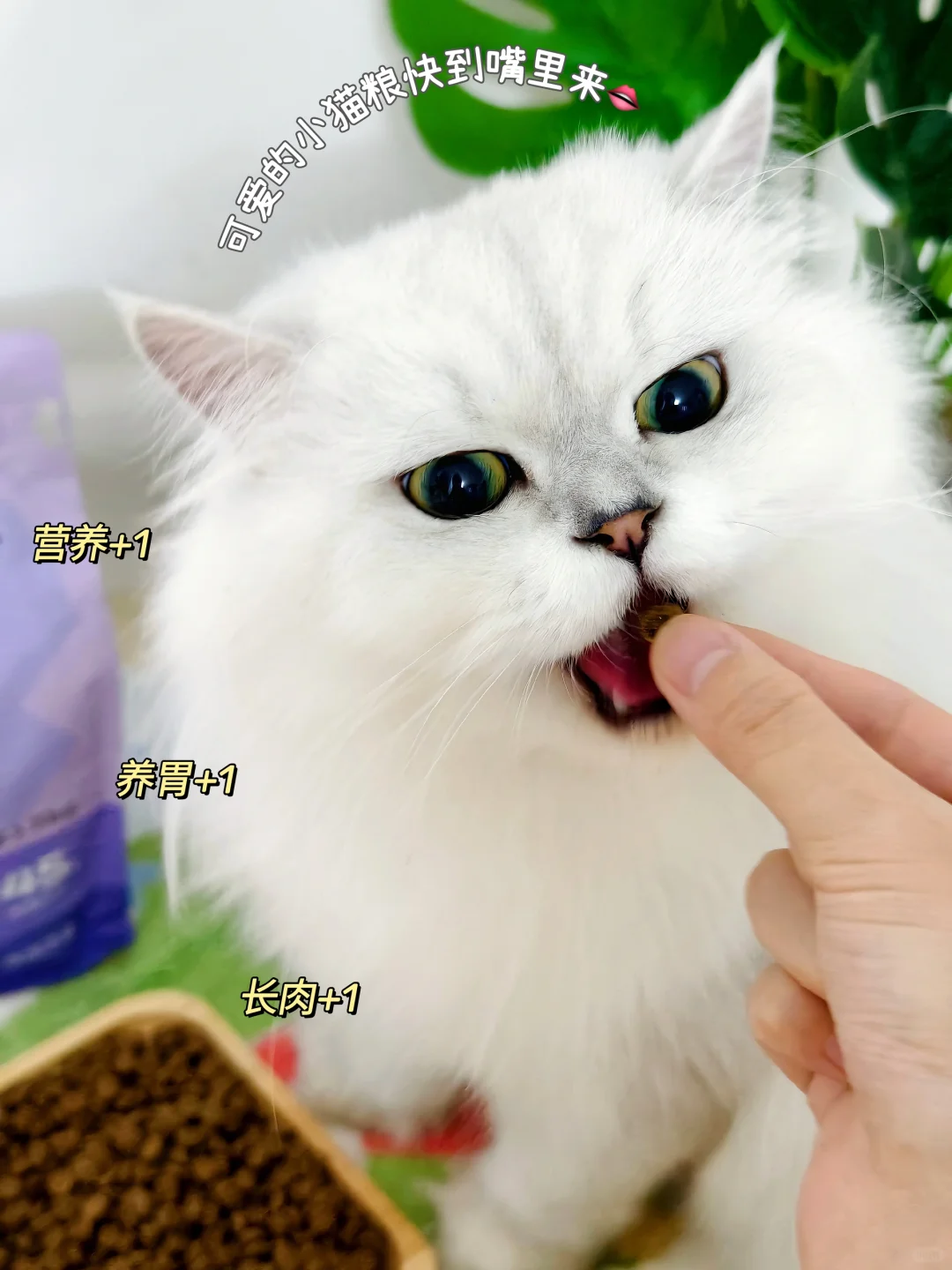 请大数据推给玻璃胃小猫咪！养胃猫粮奉上～