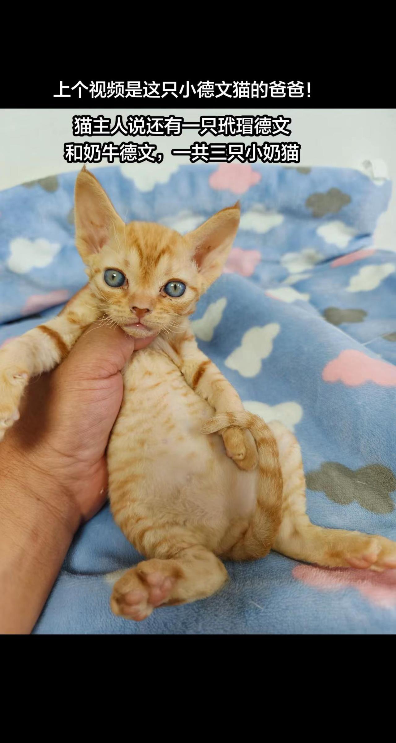 德文弟弟 德文猫宝宝 小奶猫