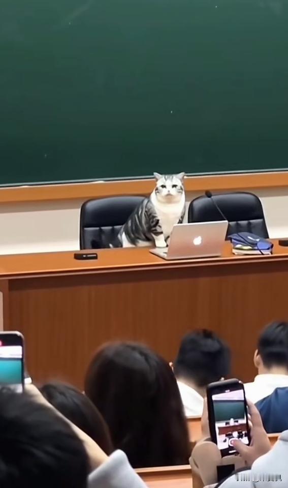 ″啊喵，喵′，这只猫咪跳上讲台，冲着坐在下面的大学生吼到，鬼火的表情很到位。好像