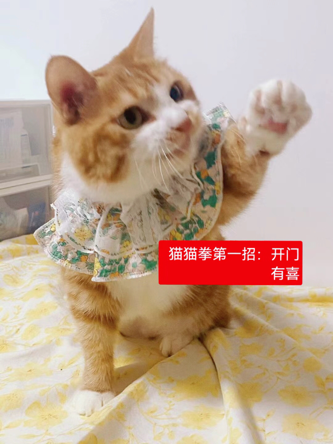 挥舞着猫猫拳的小橘猫说：我想趁放假找个家，真心的，姨姨蜀黍帮我上去，缘分说不定被...