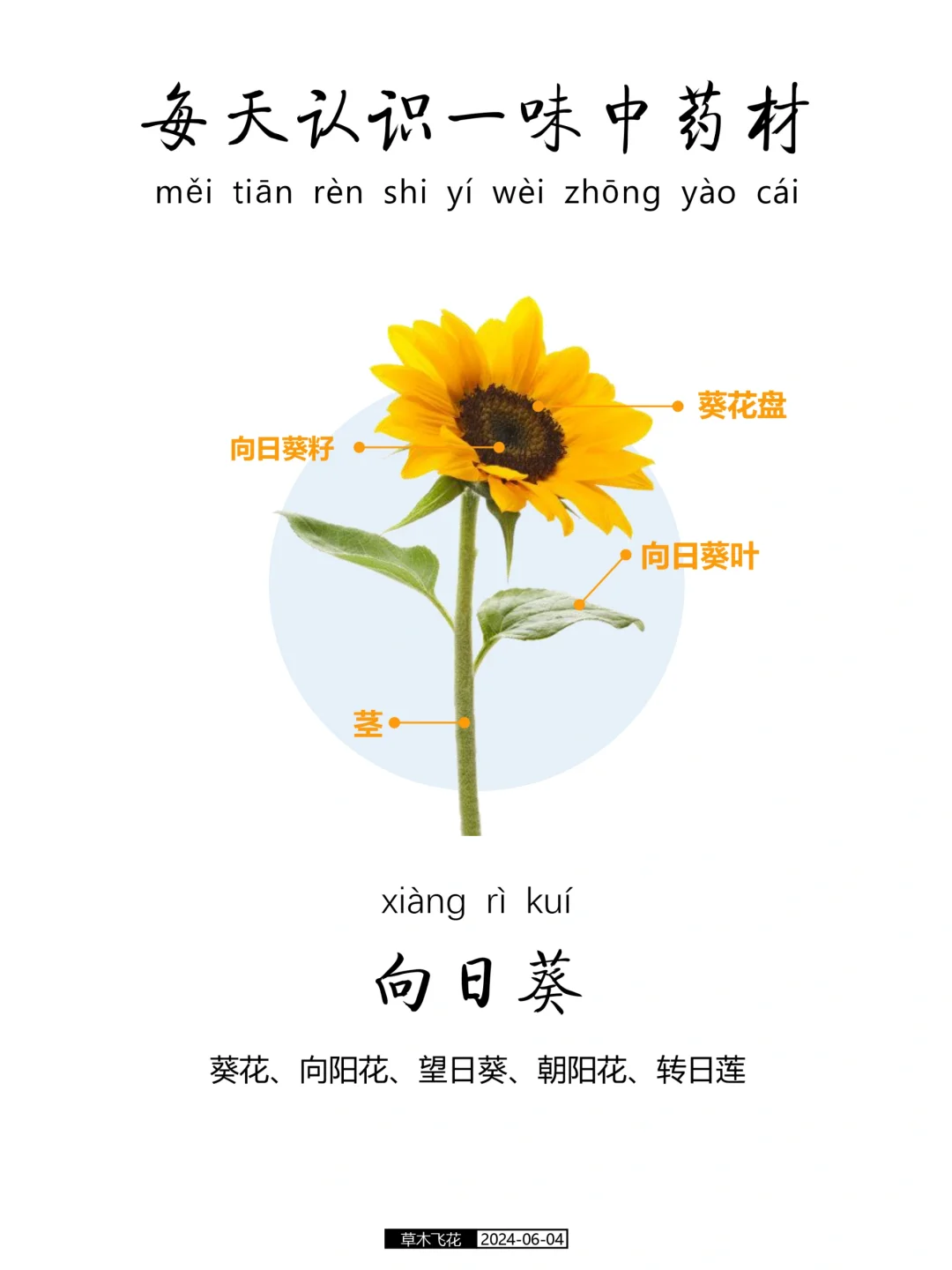 No.377期 每天认识一味中草药-向日葵🌻