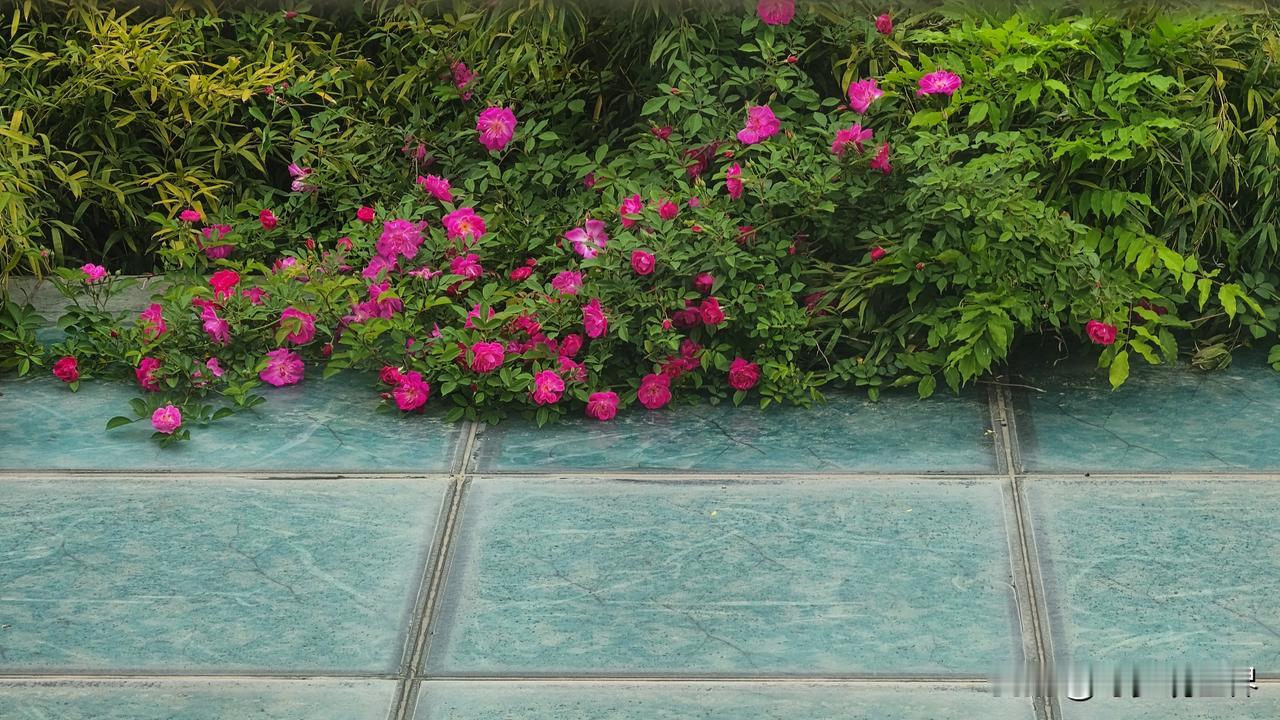 晒出你的本地生活长了三年的蔷薇，它们今年终于爬上了我的玻璃房上面。真的不容易呀，