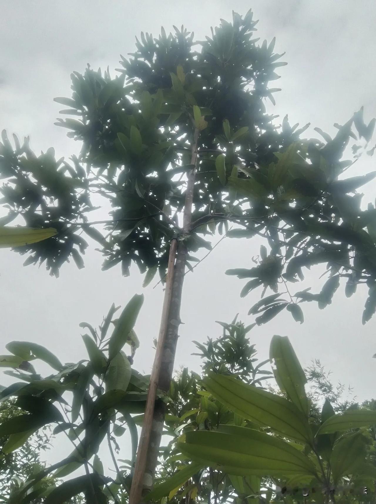 砍桂枝，砍之前写砍之后的对比。把叶砍少点，有助与桂木生长，快高快大，快收盛。