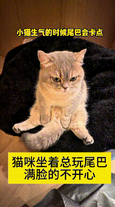 恁瞅瞅这猫，脸拉得比驴脸还长，跟谁欠它罐儿似的！尾巴跟打节拍一样，一下一下点得贼