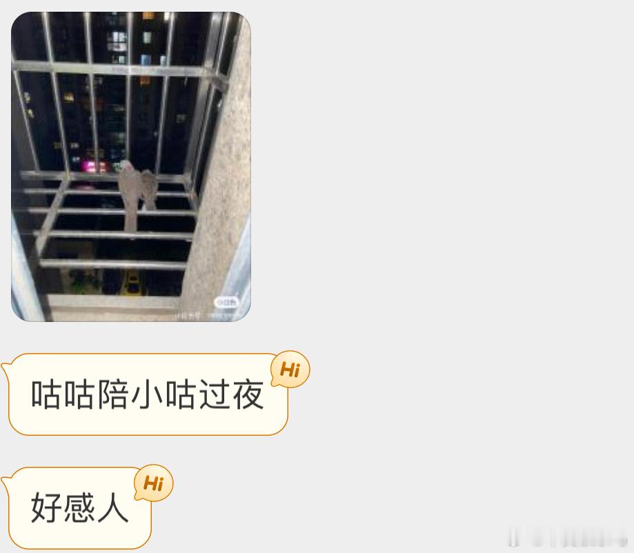 陪孩子过夜的珠颈斑鸠咕咕也好有爱 ​​​