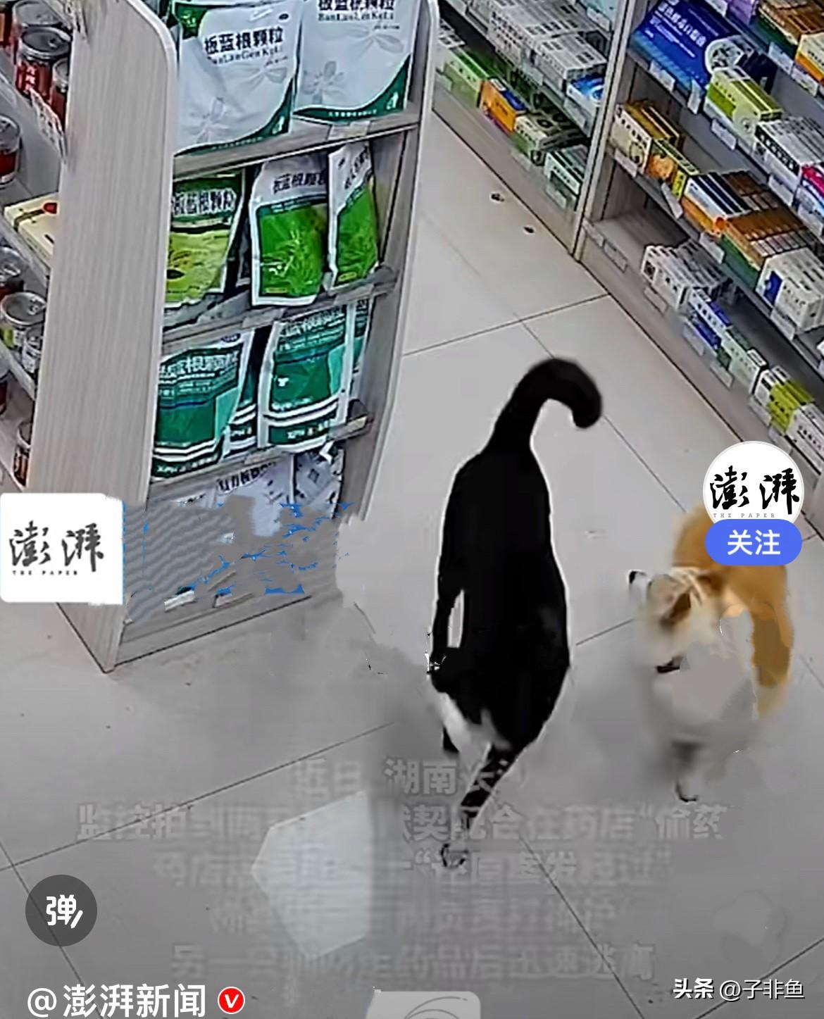 近日，湖南长沙两只狗狗进了一家药店，一只狗狗守在药房一货架旁，全程负责打掩护，时