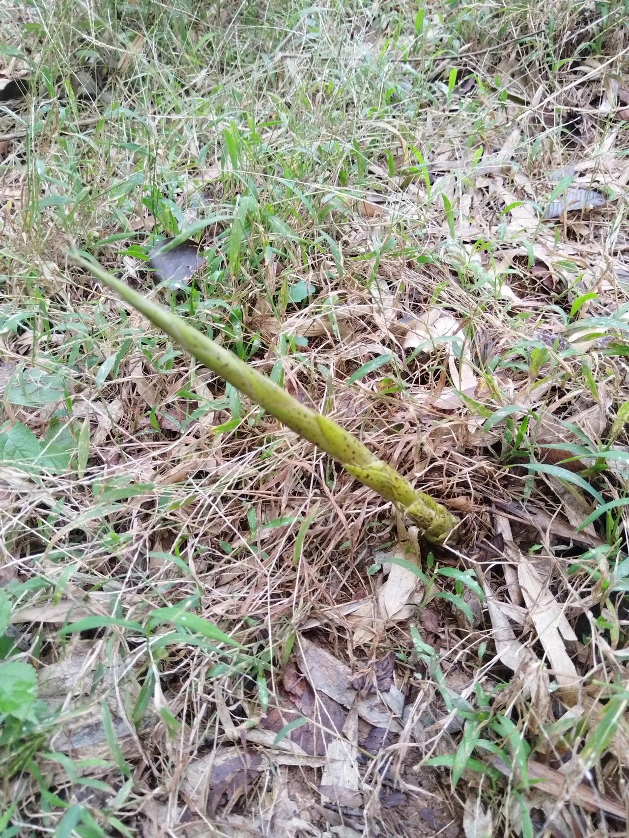 冬日生活打卡季秋日的山头，看到了一根春笋。