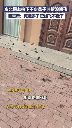 近日，不少东北网友拍下不少燕子滞留还没南飞。

这场突如其来的寒潮，让还未来得及