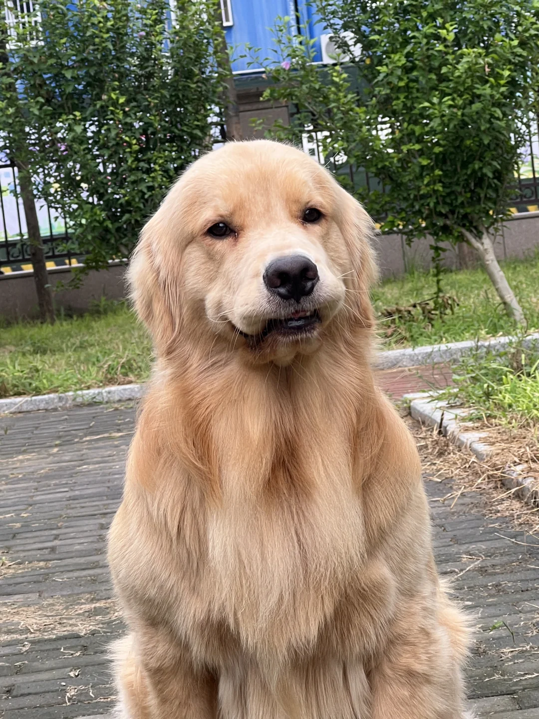 金毛是表情最多的小狗了吧！