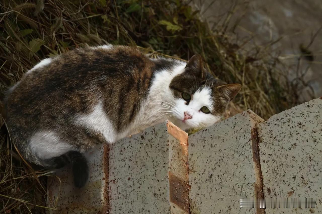 躺平了的懒猫！[大笑]
 
