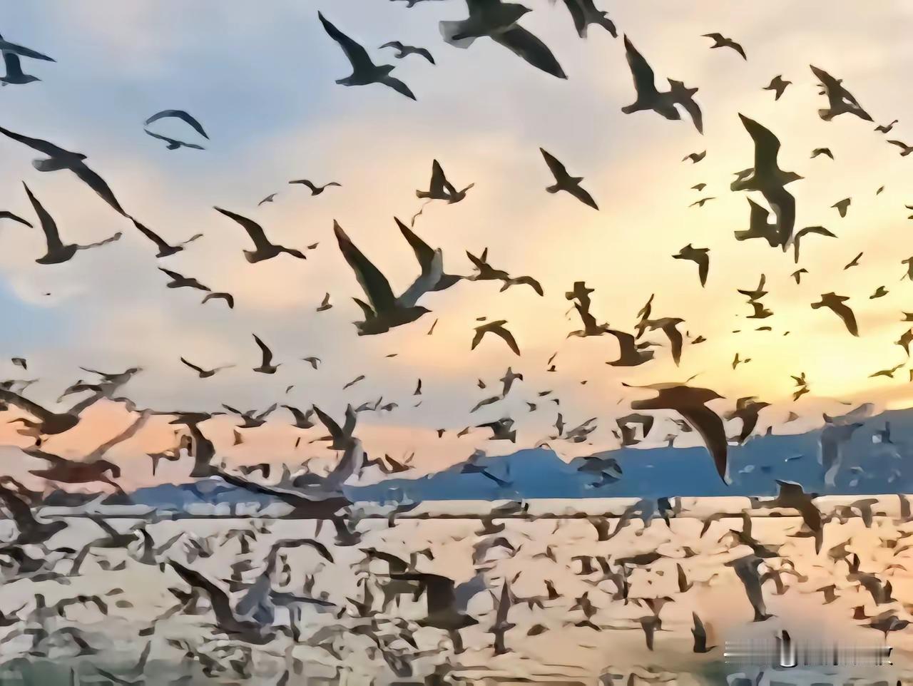 夕阳西下，海鸥翱翔，一片宁静祥和。