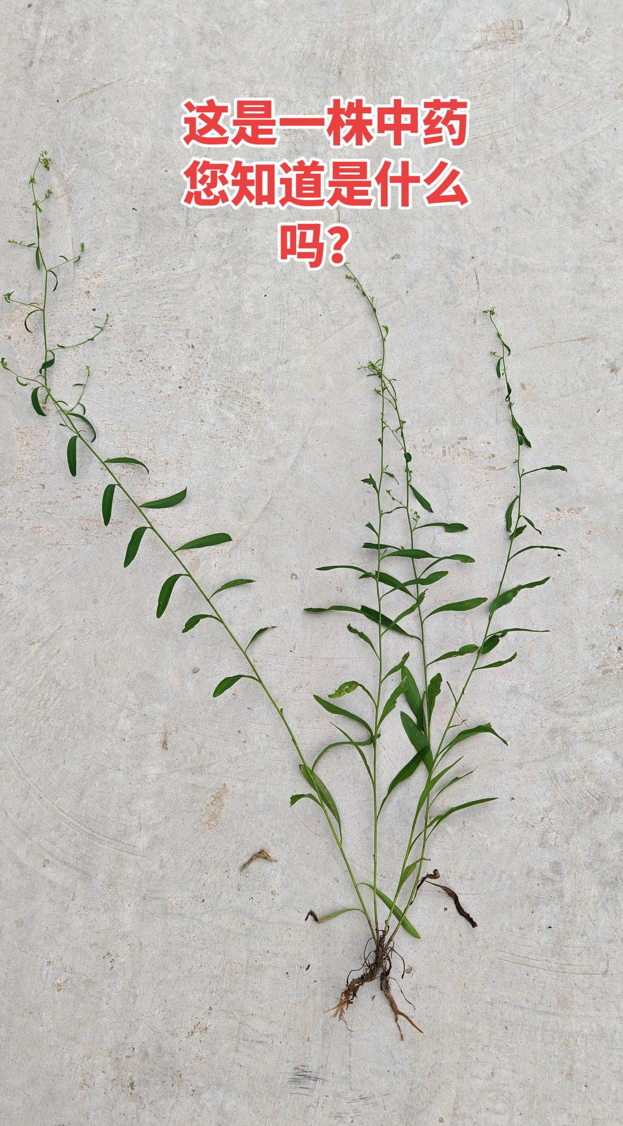 这是伞形科植物的常用中药材，核心用于疏肝、解表、升阳。传统中医多用于感冒发热、寒