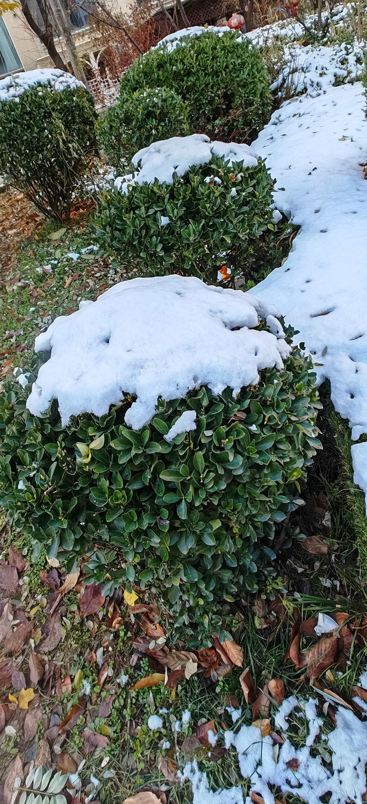 冬日生活打卡季2025年12月3日雪后烟台，一株绿植戴上白帽，像绿色小胖子戴顶白