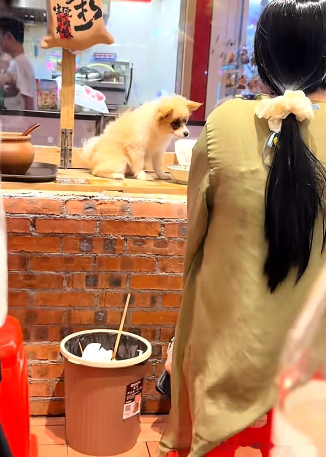 狗竟然光明正大的在这家店就餐，而且还和人类共用一盘，还有比这恶心的吗！涉事门店在