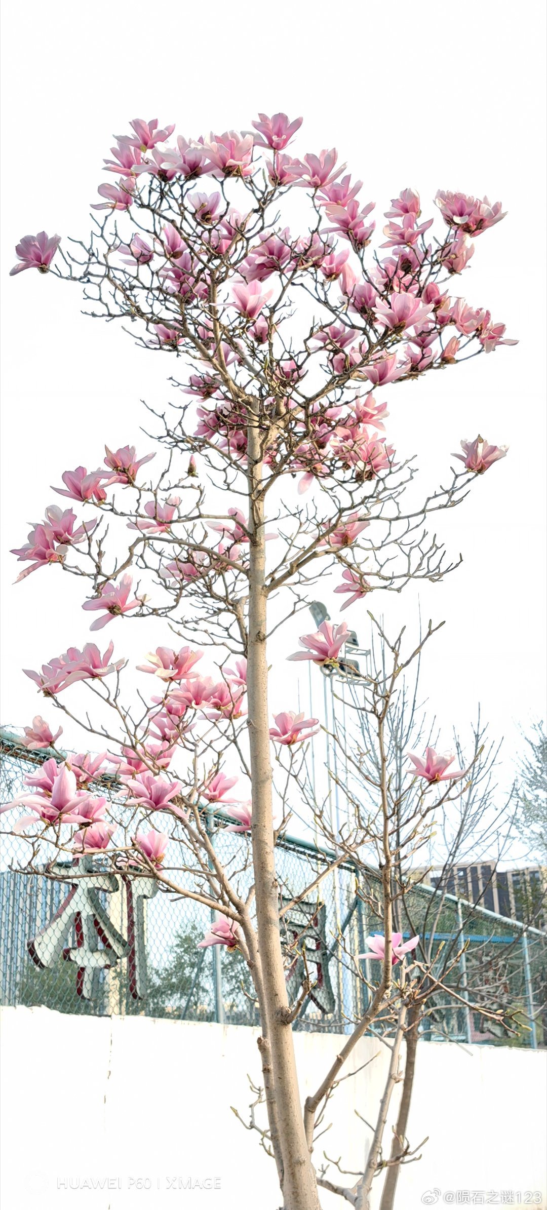 路边的红玉兰开成了春天的爆款。花草世界手机摄影手机随手拍随手拍春天红玉兰 北京·