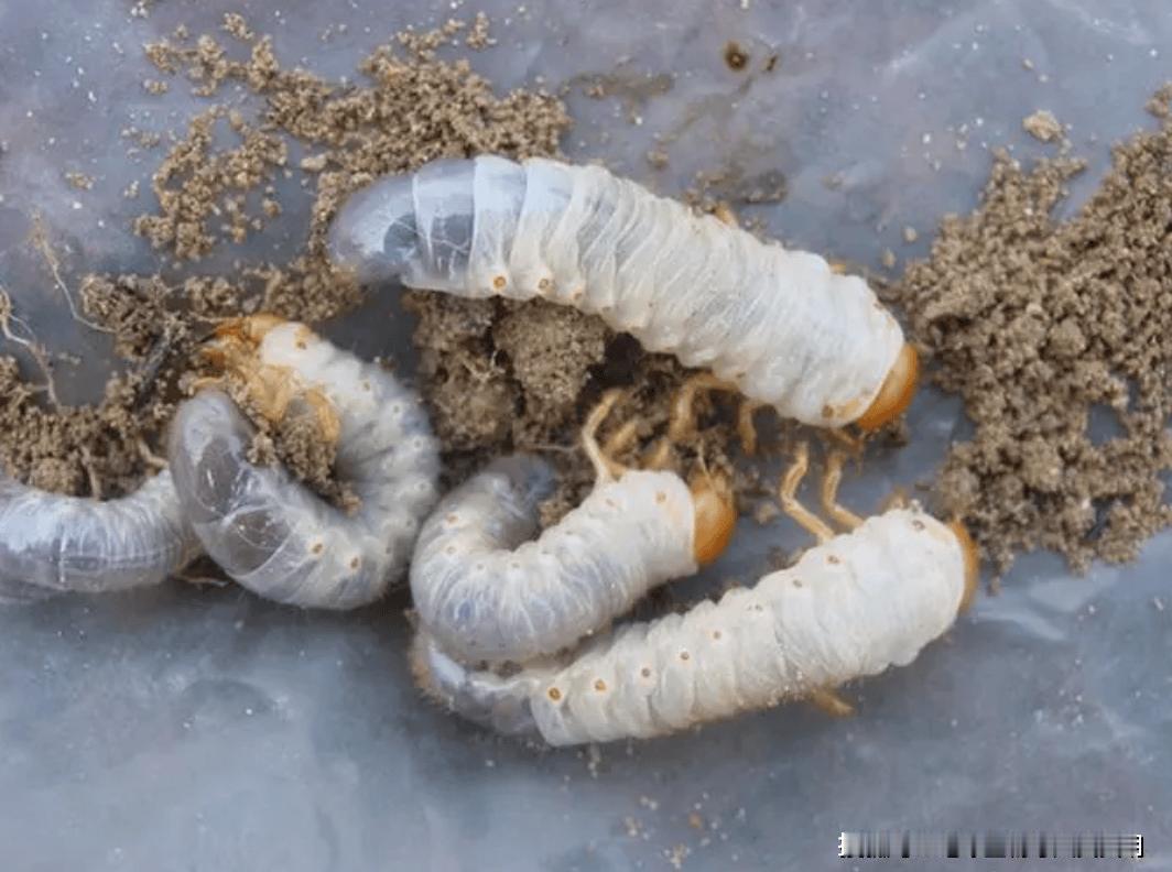 蛴螬（金龟子幼虫）是完全变态昆虫，一生要经过 卵 → 幼虫（蛴螬）→ 蛹 → 成
