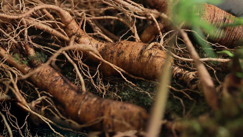 人参掺假动态 最新一项综合性回顾研究指出，市面上相当一部分人参产品并非完全如包装