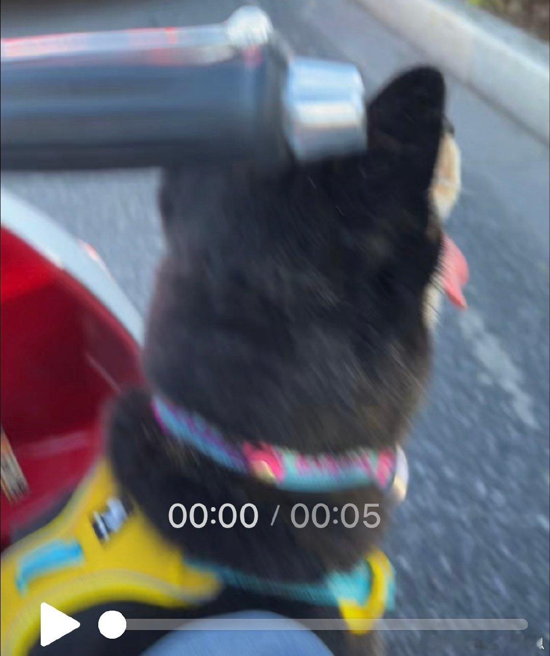 傻狗坐摩托车兜风 