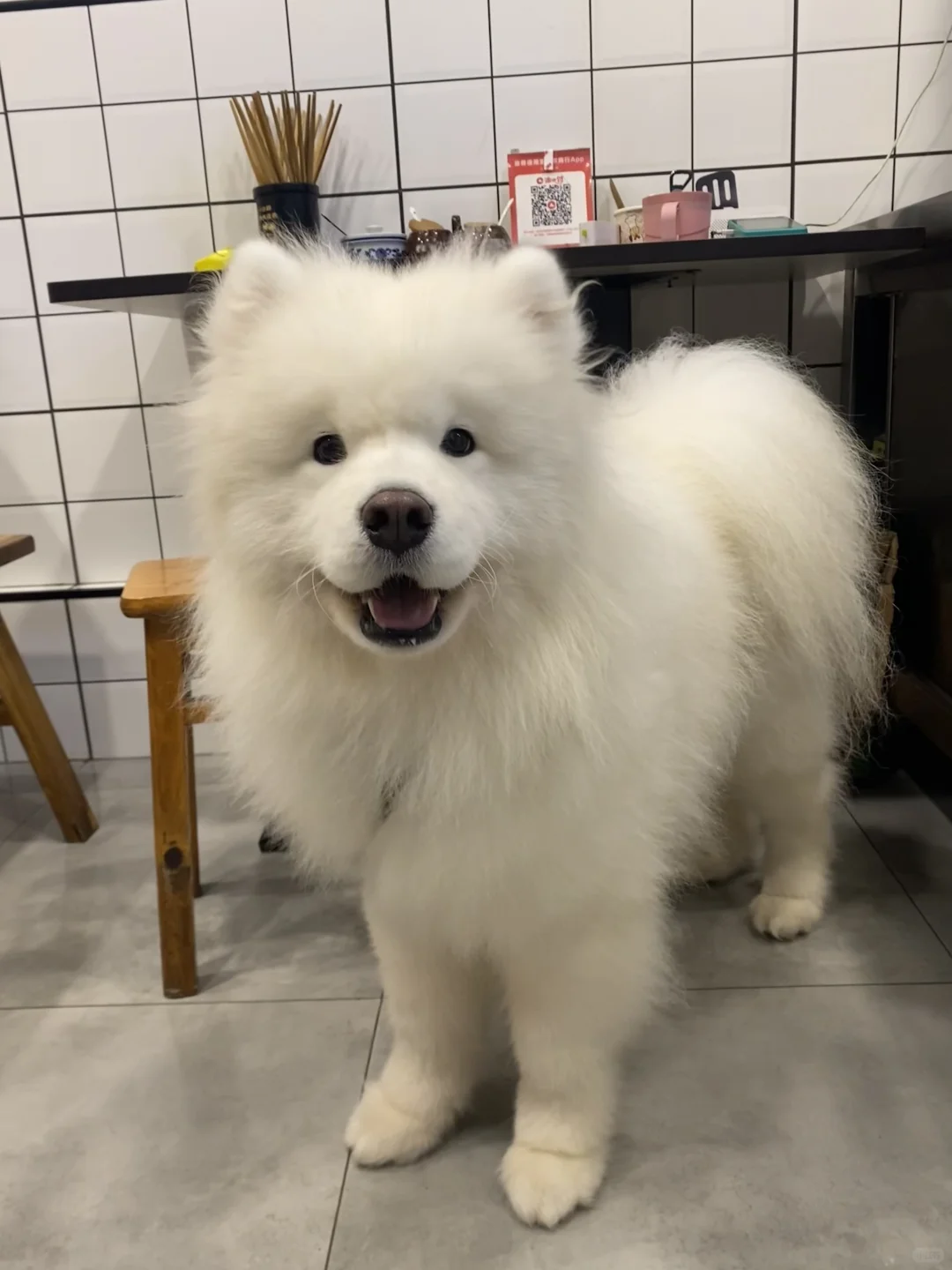 洗完澡 香香小狗
