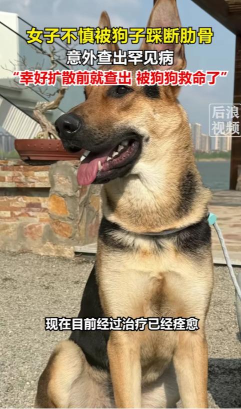 说出来像演电视剧，但真的发生了。北京一位女士被自家80斤的牧羊犬踩成骨折，本来是