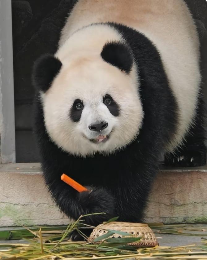 渝爱现在是美丽可爱的小少女了，蓬蓬脸微笑唇米奇耳朵，尤其是那一双眼睛，好亮啊，眼