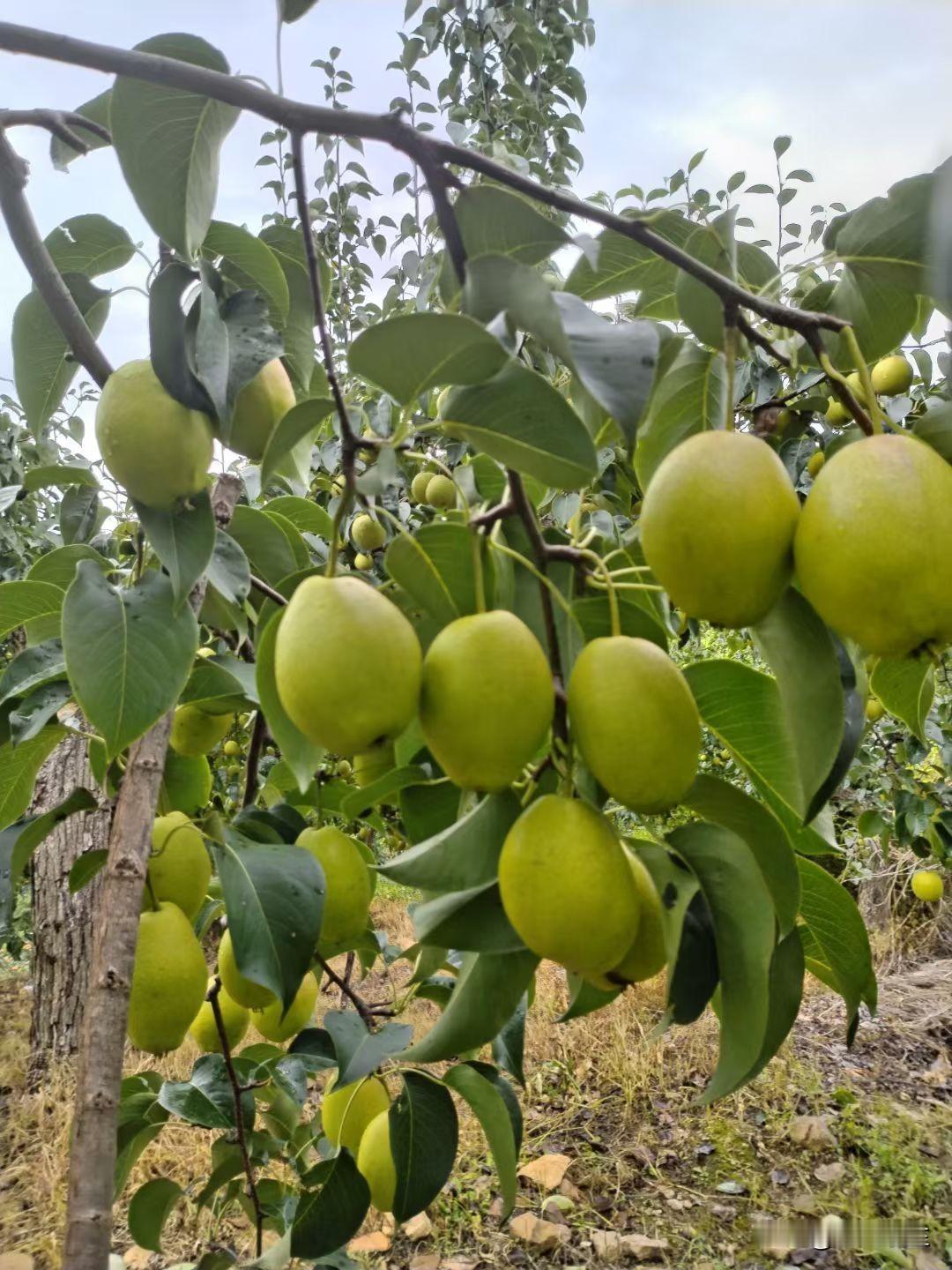 老公下班又出了会摊，所以今天到家晚了。我给他微信留言，让他回家吃晚饭。他进屋都快