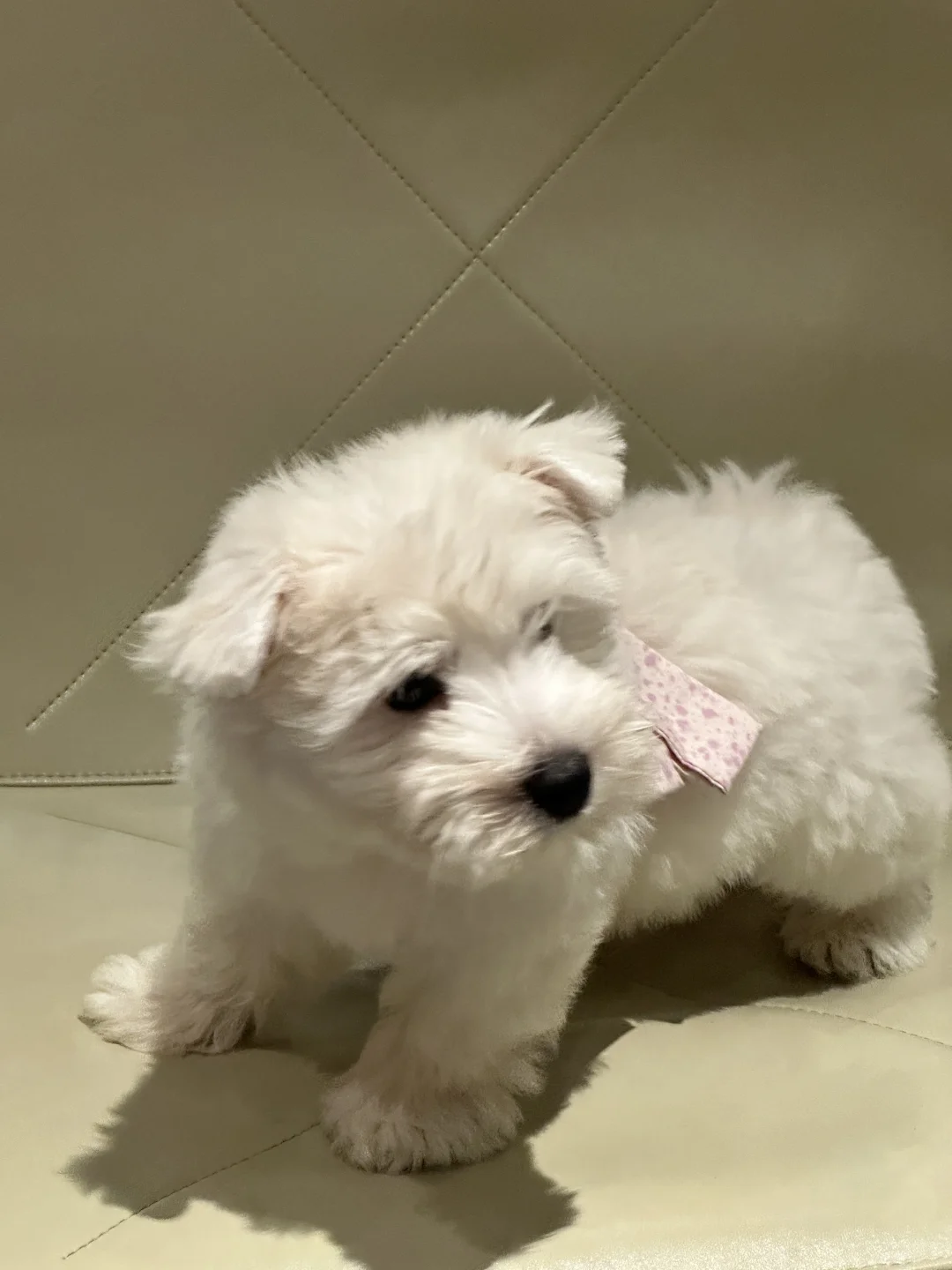 两个月的jellycat