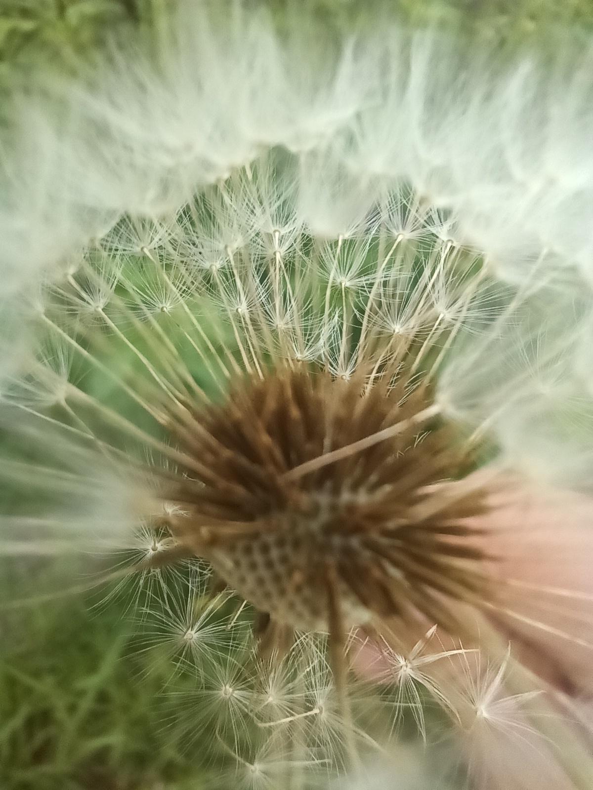 蒲公英的心❤️是玻璃心