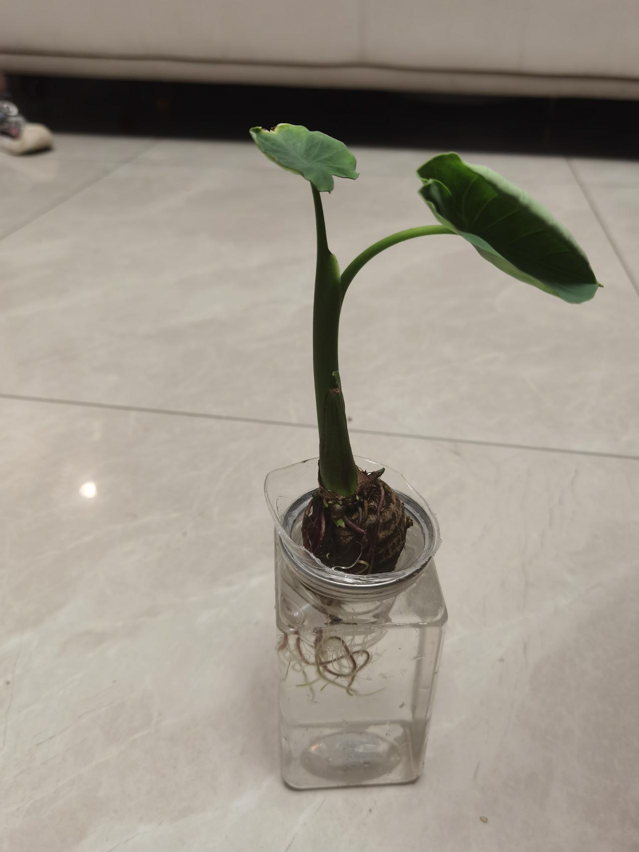 吃不完的芋头放水里，自己长成了盆栽