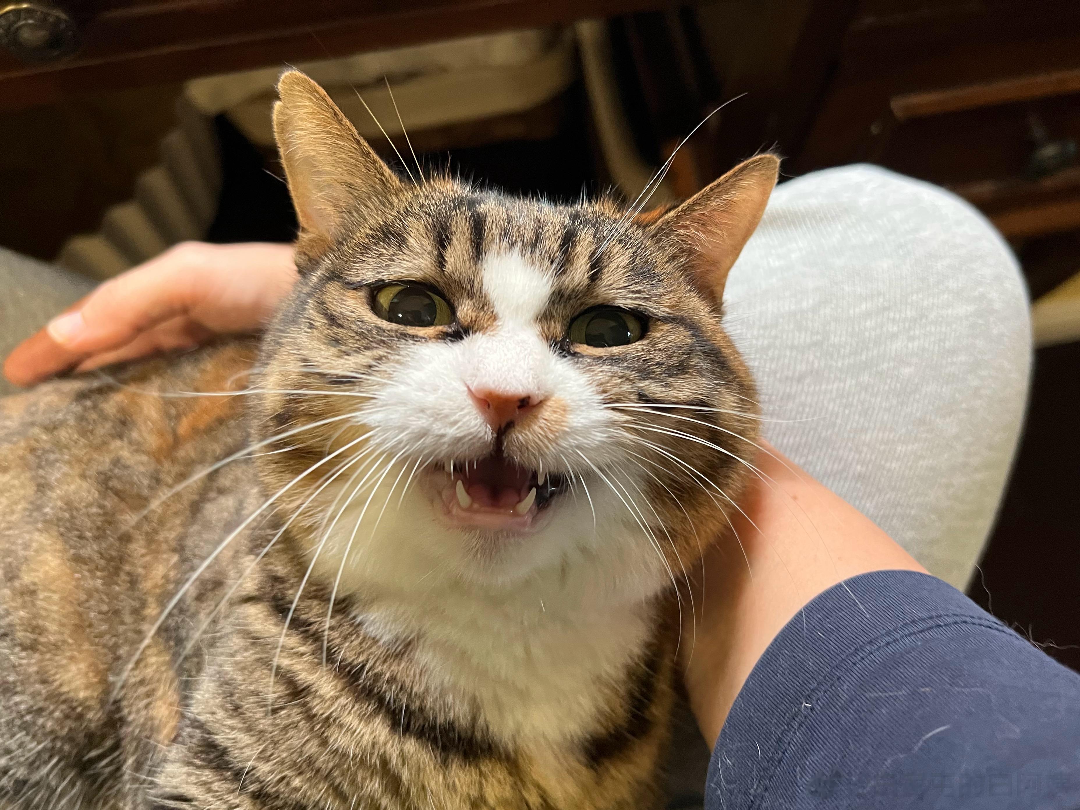 这颗小猫脑袋刚被我亲了100下，所以看起来多少有点旧旧的[兔子] ​​​