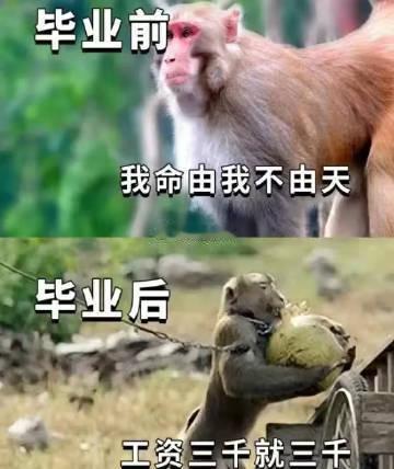 毕业生现状： 