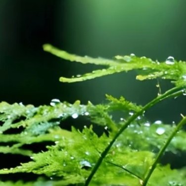 文竹的种植方法：文竹枝叶纤细轻盈，姿态清雅脱俗，自带书卷气息，摆放在书桌、书架旁