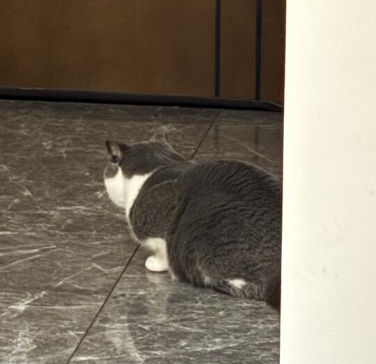 我不说谁知道你不是矮脚猫🥹