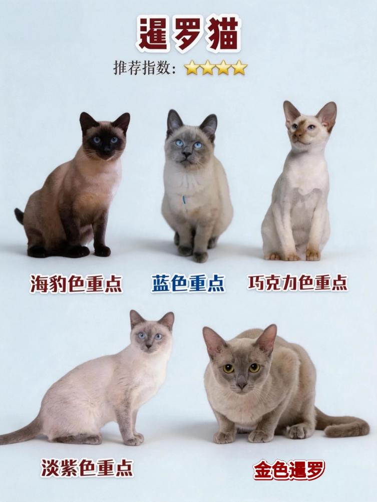 暹罗猫的花色体系十分丰富，圈内公认五大经典主流色系，每一款气质、毛色差别都很大，