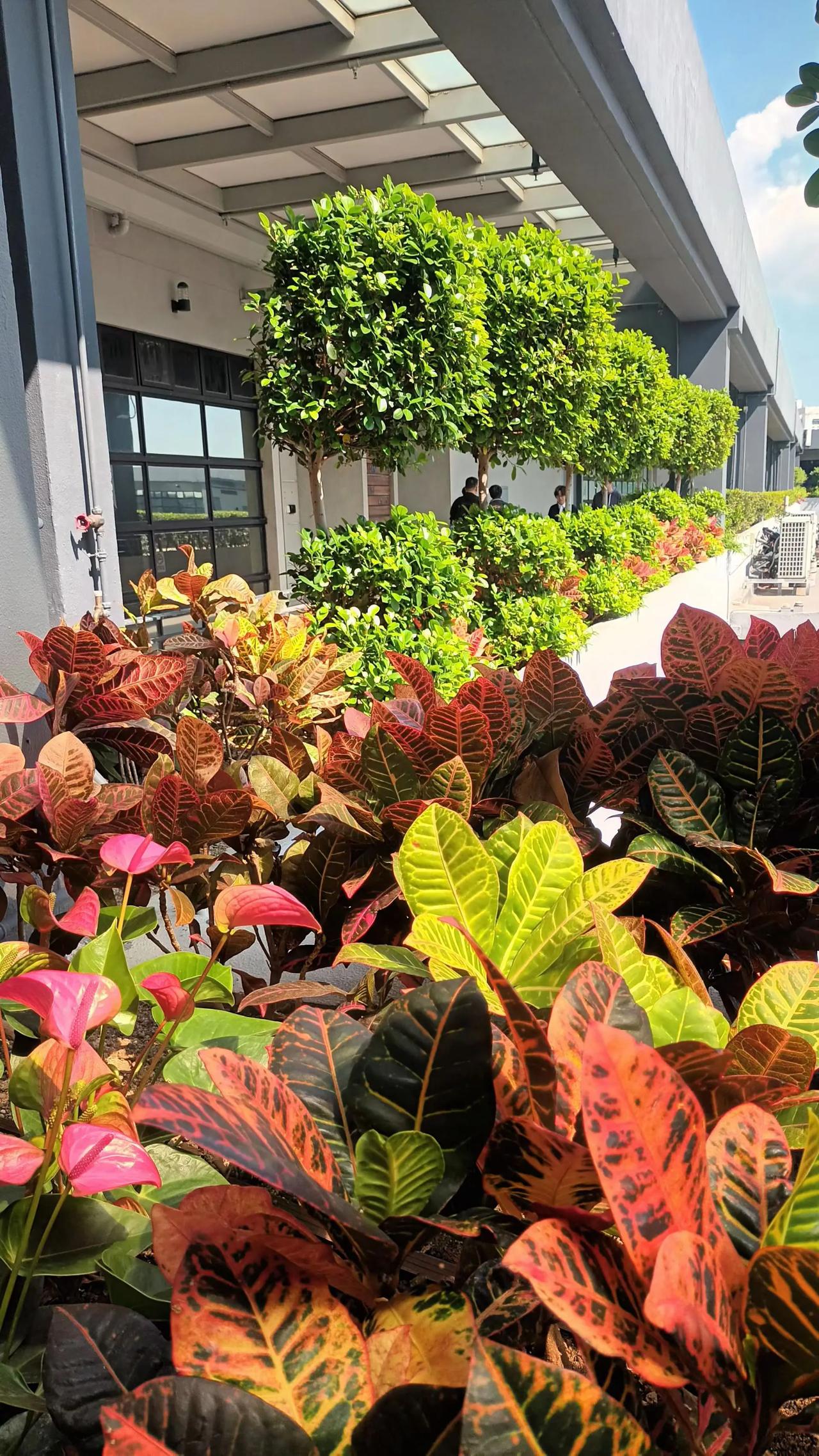 廊道墙壁披绿，寓工作于多点生活气息之中。