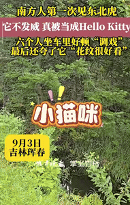 “胆大的没边了！”吉林珲春，一男子采完松子，驾车离开时，突然看到道路边有只野生东