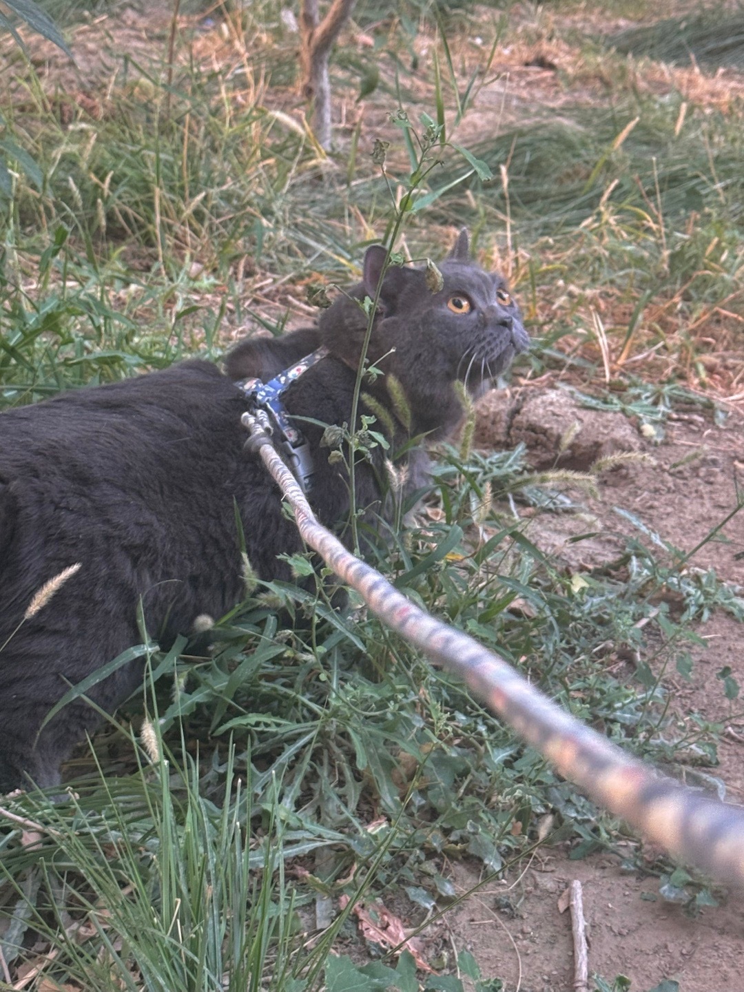 出门放风的小蓝快看呀这是我的小猫 ​​​