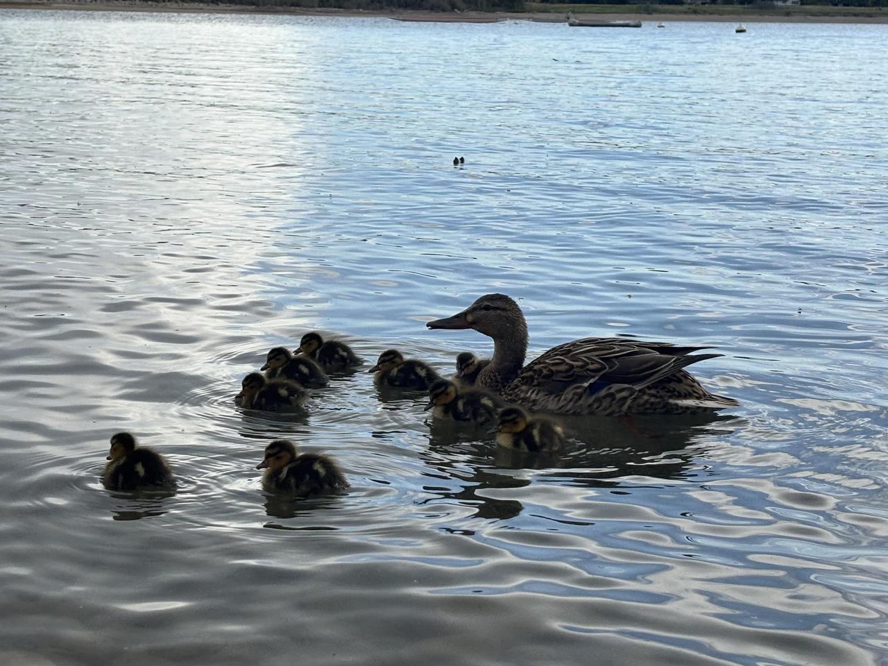 这是一只母鸭带着一群小鸭子的温馨画面。鸭妈妈在水边照顾幼崽，住在水边的人看到这样