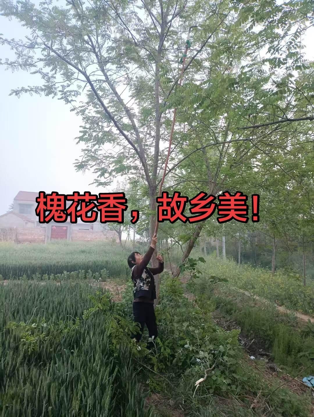 槐花香，乡愁长，最美是故乡。
清常在，意难忘，最美是故乡。
多少事，梦里藏，最美