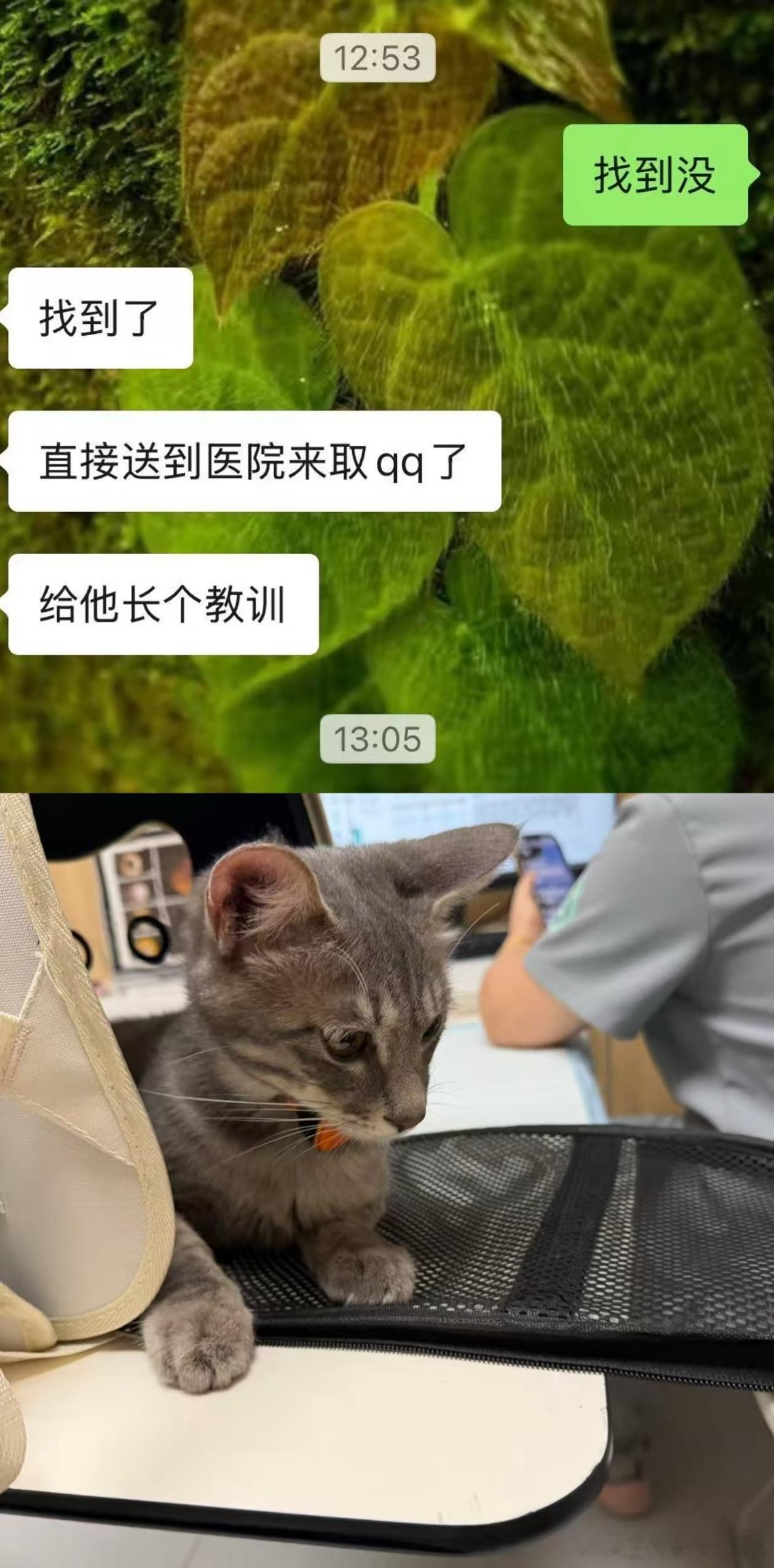 AG超玩会kpl2026kpl夏季赛成都ag超玩会 热心市民长生凌晨发的小猫是走